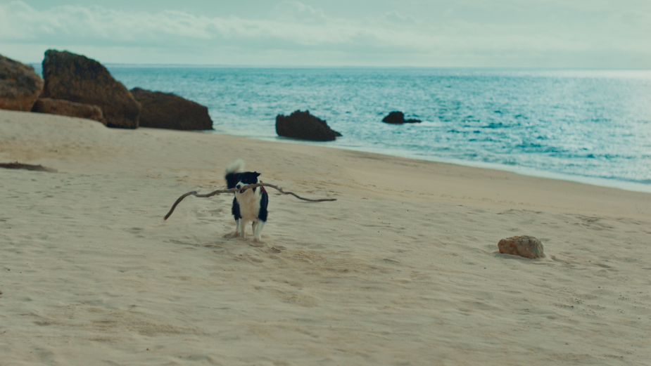 One Man's Lifeline is Another Dog's Stick in Hilarious Greenies Spot 