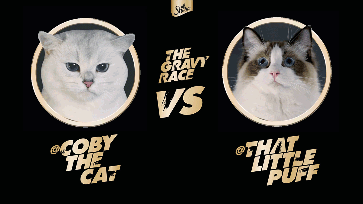 SHEBA Puts the Internet’s Most Famous Cats Head to Head for Ultimate Gravy Race