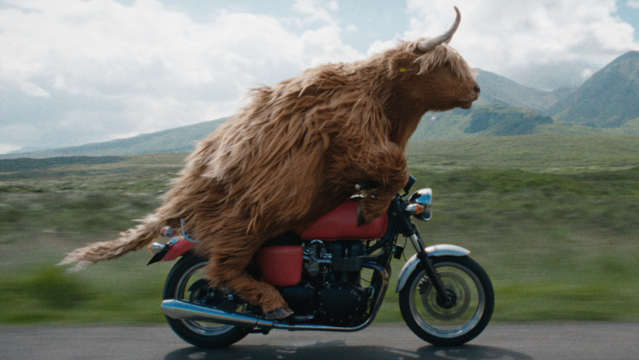 This Highland Cow Takes the Ride of Her Life in Virgin Media's WIFI Guarantee Spot