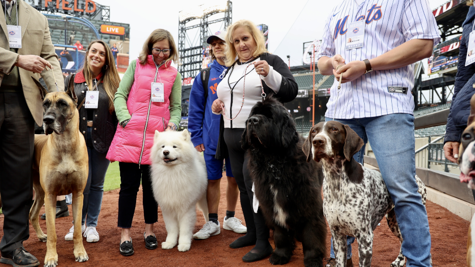 New York Mets Dog -  Canada