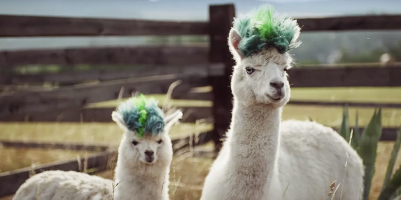Get The Alpaca Look: BBH NY Creates Samsung Galaxy Note10 Ad