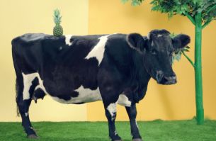 What Do Cows & Pineapples Have in Common? Quite a Bit it Turns Out