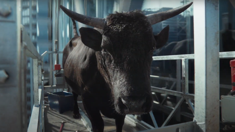 Your Shot: Collaborating with the Calmest Two-Tonne Bull for MoneySuperMarket