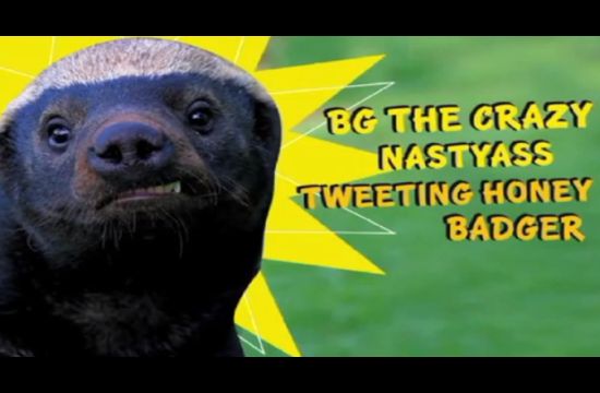 Tweeting Honey Badger Gets Comedic New Fan
