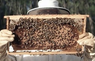 Tiempo BBDO Drums Up Buzz for Bees in New Greenpeace Film