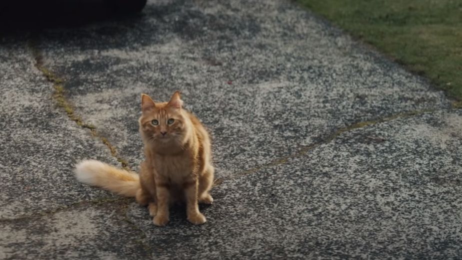 NZ Post and Three-Timing Feline Have Local Neighbourhood Covered
