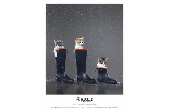 Kittens Take Shelter with Miss Juliette in Aigle Prints