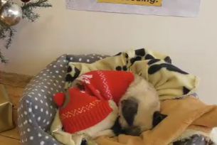Get Your Fill of Christmas Cuteness with Viral Seeding's Puppy Livestream