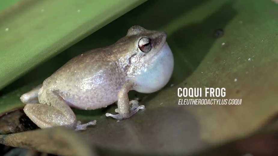 Behind the Work: How a Cute Puerto Rican Frog Sold 1.4m Cases of Beer