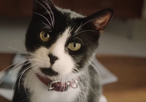 KFC and Ogilvy Sydney Tell a Tale of Two Mates and a Creepy Cat