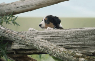 Adorable Puppies Join Forces with John Mastromonaco for New Subaru Ad