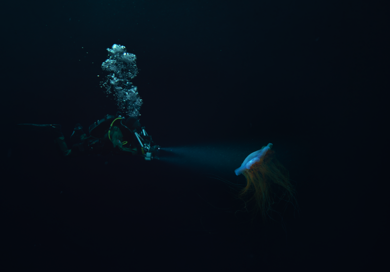 Beautiful Dolby Films Reveals the Unseen with Marine Biologist Alexander Semenov