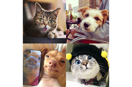 Instagram Pets Lead Call for Adoption 