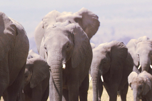 Amarula Helps Protect Africa’s Elephants with Immersive Online Experience