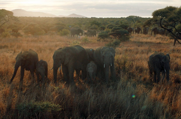 Standard Chartered Tackles Illegal Wildlife Trade in Powerful Banking Ad