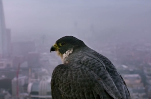Samsung Shows Off New Tablet with Epic Feat of Falconry