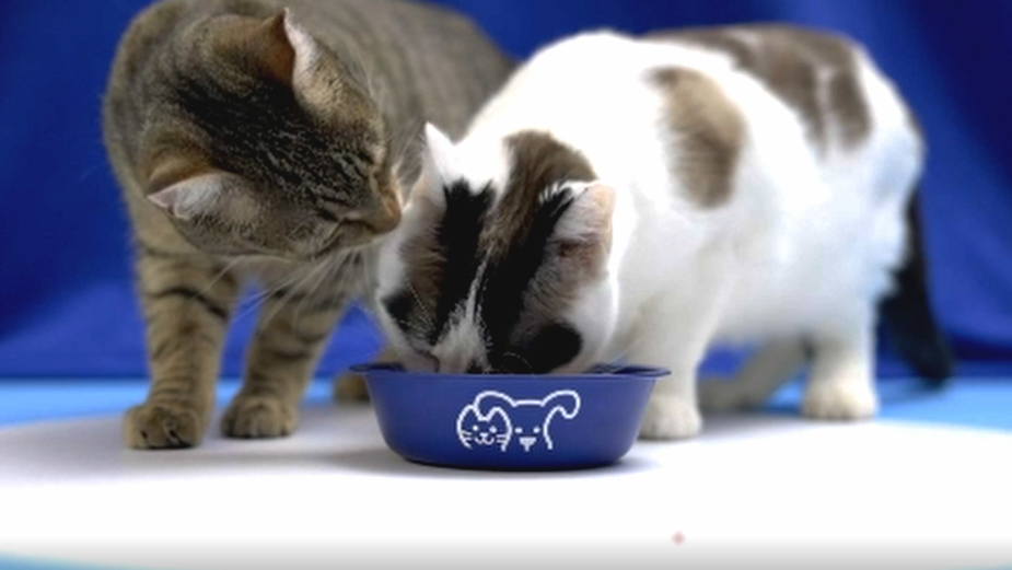 Petco Hijacks Super Bowl Feeds with Its Own Super High Quality