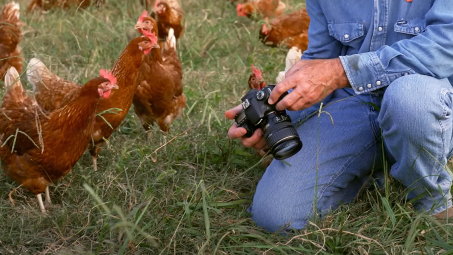 Hens Are behind the Lens of This New Vital Farms Campaign from Preacher