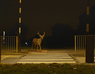Urban Deer Are On the Loose in JWT & Jonathan Glazer's Canon Spot