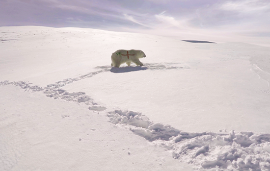 ENGLAND ‘TIL I DYE: SNK Creates Fake Pawdio Mix for Paddy Power Polar Bear Stunt