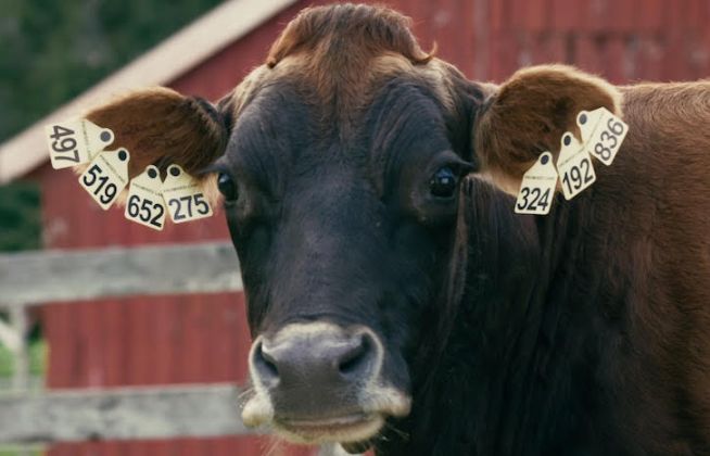 Meet a Bounty of Bovines in These Witty Spots for Promised Land Dairy