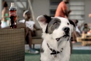 Coca-Cola's Border Collie is Back in Keith Rose & FCB SA's Upbeat Spot