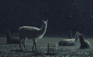barrettSF Trades Reindeer for Llamas in This Totally Cute Supermarket Spot