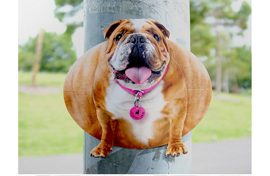 JOGMYDOG's Fight Against Xmas Dog Obesity