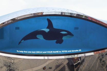 WCRS and Born Free Make a Splash with #TankFree for World Orca Day
