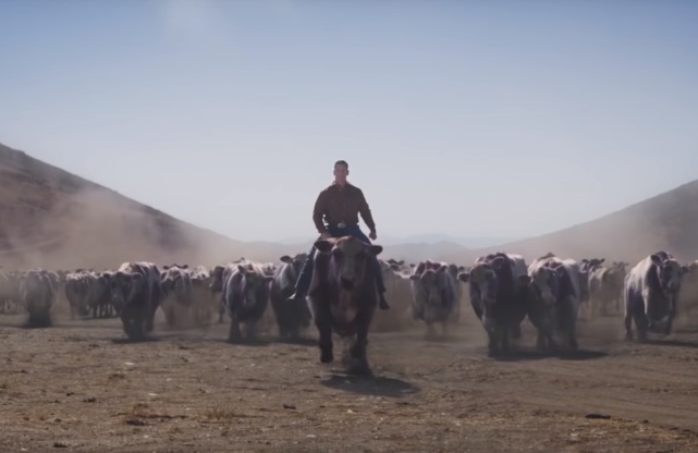 John Cena Leads a Stampede of Purple Cows in Experian Spot