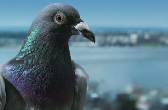 Pigeons Give a Bird's Eye View for JetBlue Airline