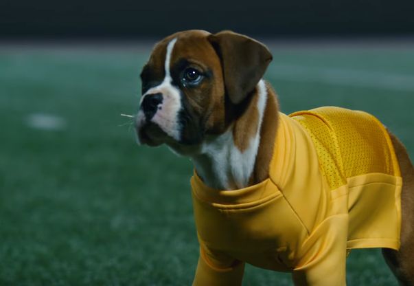 Pedigree's Adorable 'Pup-letes' Hit the Court in Latest Spots from BBDO NY
