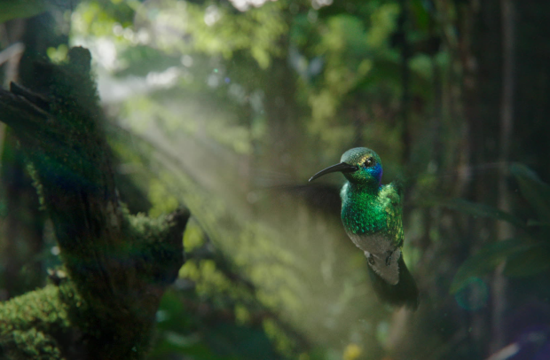 Framestore Pictures’ Murray Butler Directs Nature for Fully-CG Purdey’s Ad