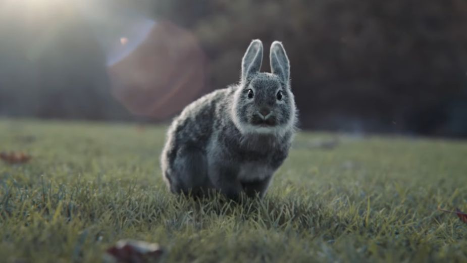 Adorable Animals Quote Famous Movies in Spot for Sky New Zealand
