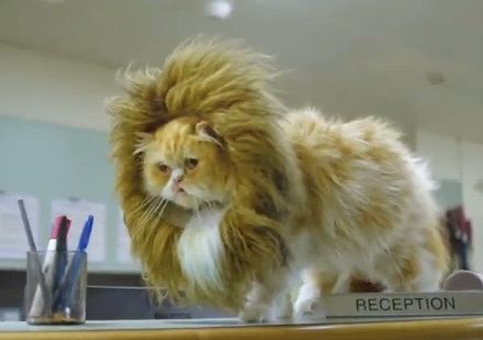 Overconfident Pets Strut Their Stuff in RACV Pet Insurance's Latest Campaign