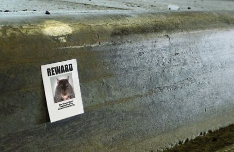 Rodent Drama And Missing Posters In D-CON's "Mouse Hole Theater"