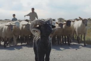Brilliantly Bold Baby Ram Grabs Life by the Horns in Global VW Campaign