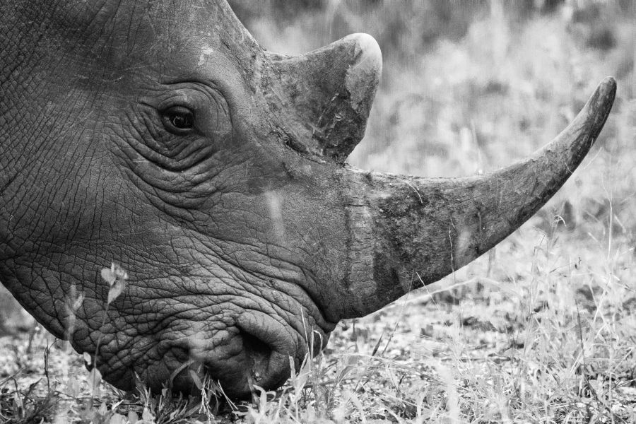 ROTHCO and Dublin Zoo’s Print Campaign Exposes Shocking Reality of Rhino Poaching