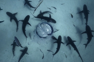 RSA Films Goes Swimming with Sharks for Beautiful New Huawei Spot