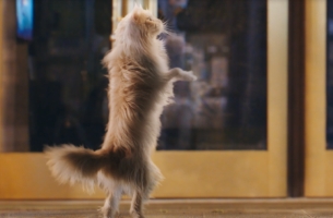 VCCP's Top 'Dog' Has Saturday Night Fever in New O2 Spot
