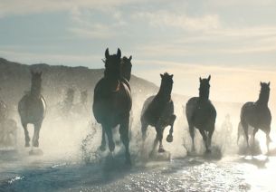 A Team of Horses Ride in Stunning Lloyds Film from adam&eveDDB