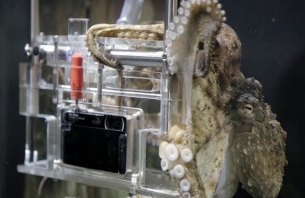 Meet Rambo, the World's First-ever Sony 'Octographer'