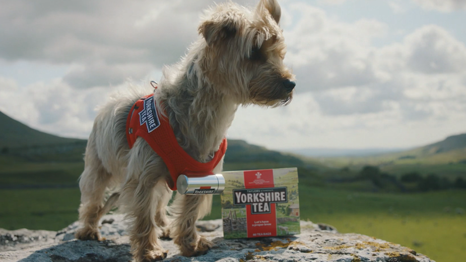 Yorkshire Tea Is to the Rescue with Its 'Patron Saint of the Parched'  Archie the Terrier