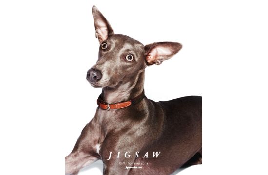 Rankin Snaps His Whippet for Jigsaw