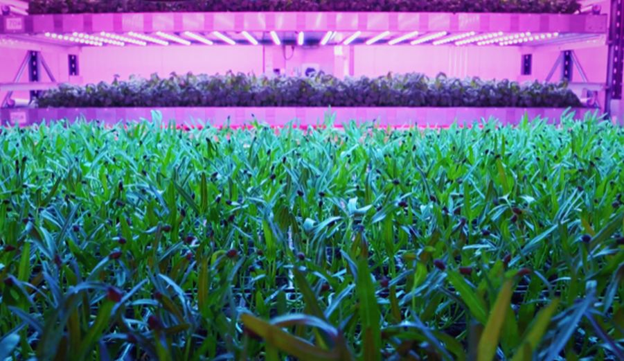 BT and Wunderman Thompson Focus on Agritech Innovators in New Instalment of 'The Future is Now'