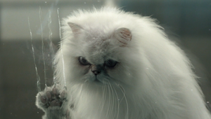 Angry Cats Unite against Technology in Tom Kuntz Film for Back Market