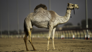 Recycling Group BEEAH Tandeef Hijack World's Biggest Camel Race with Sustainable Message