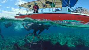 DLMDD Collaborates with Sheba to Soundtrack Ocean Restoration Project in Kuleana Reef, Hawaii