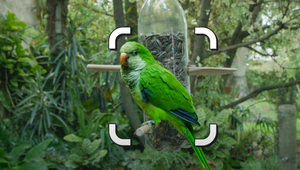 A Parakeet and Horned Melons Spotlight Latest Innovations in the Google App