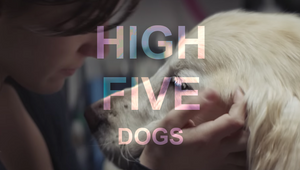 High Five: Paws-itively Perfect Dog Ads